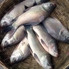 Yalelo Fresh fish 2kg