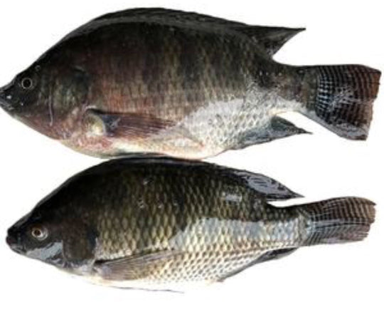 Fresh Bream Fish